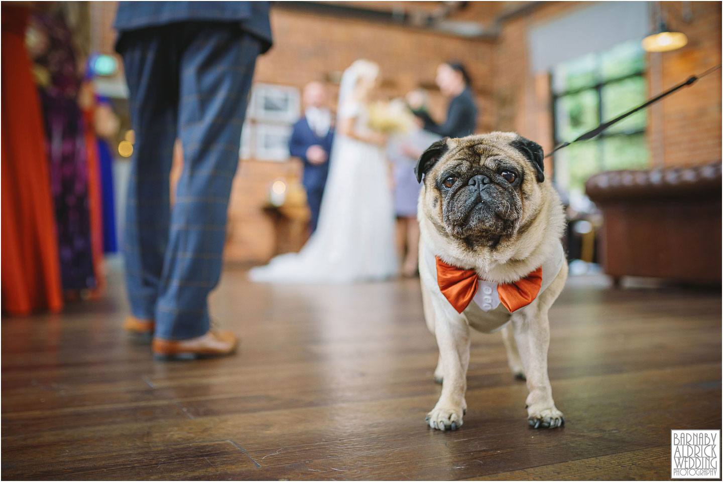 Bowers Mill wedding photo of a best dog!