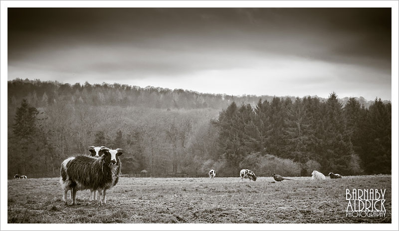 Birthday Walk at Harewood House