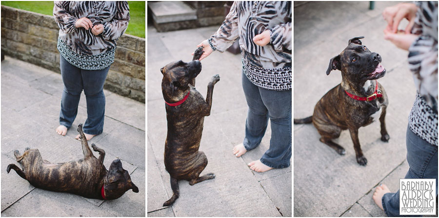 Yorkshire Rose Dog Rescue 006.jpg