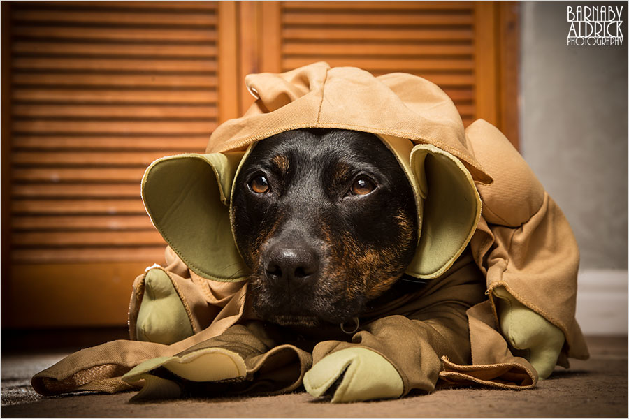 Yoda Dog outfit, Star Wars Pet Costume