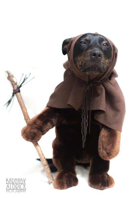 Ewok Star Wars Dog outfit, Star Wars Pet Costume