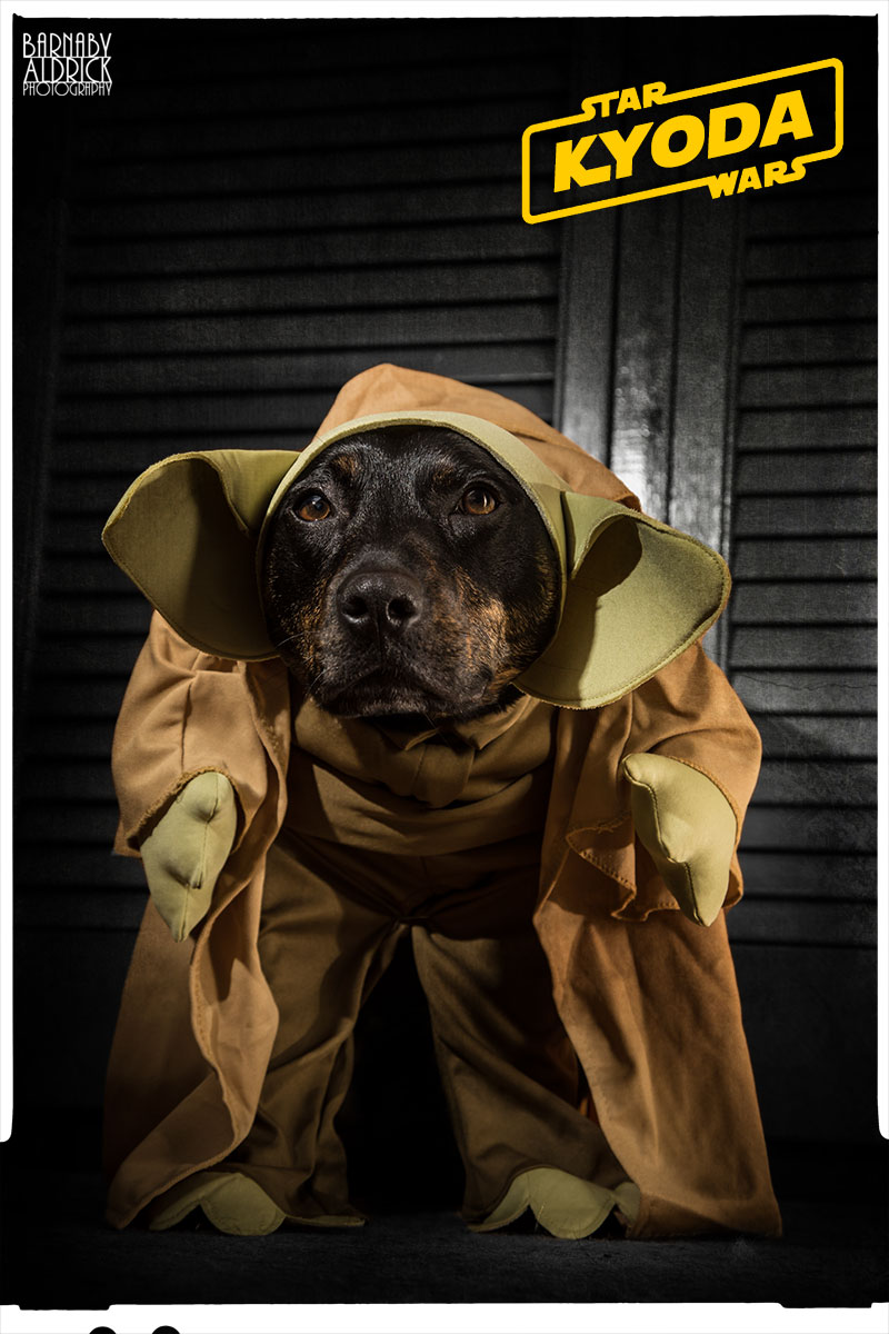 Yoda Star Wars Dog Fancy Dress, Star Wars Pet Costume