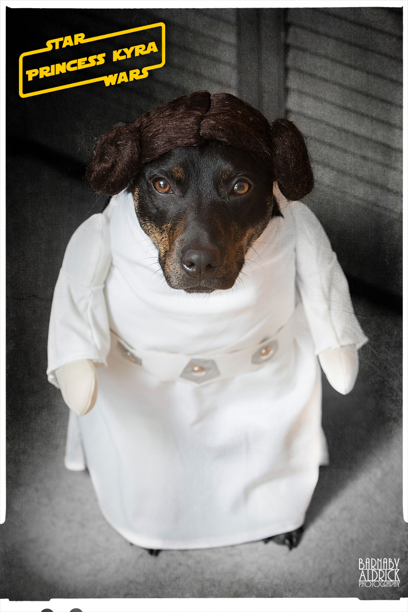 Princess Leia Star Wars Dog Fancy Dress, Star Wars Pet Costume