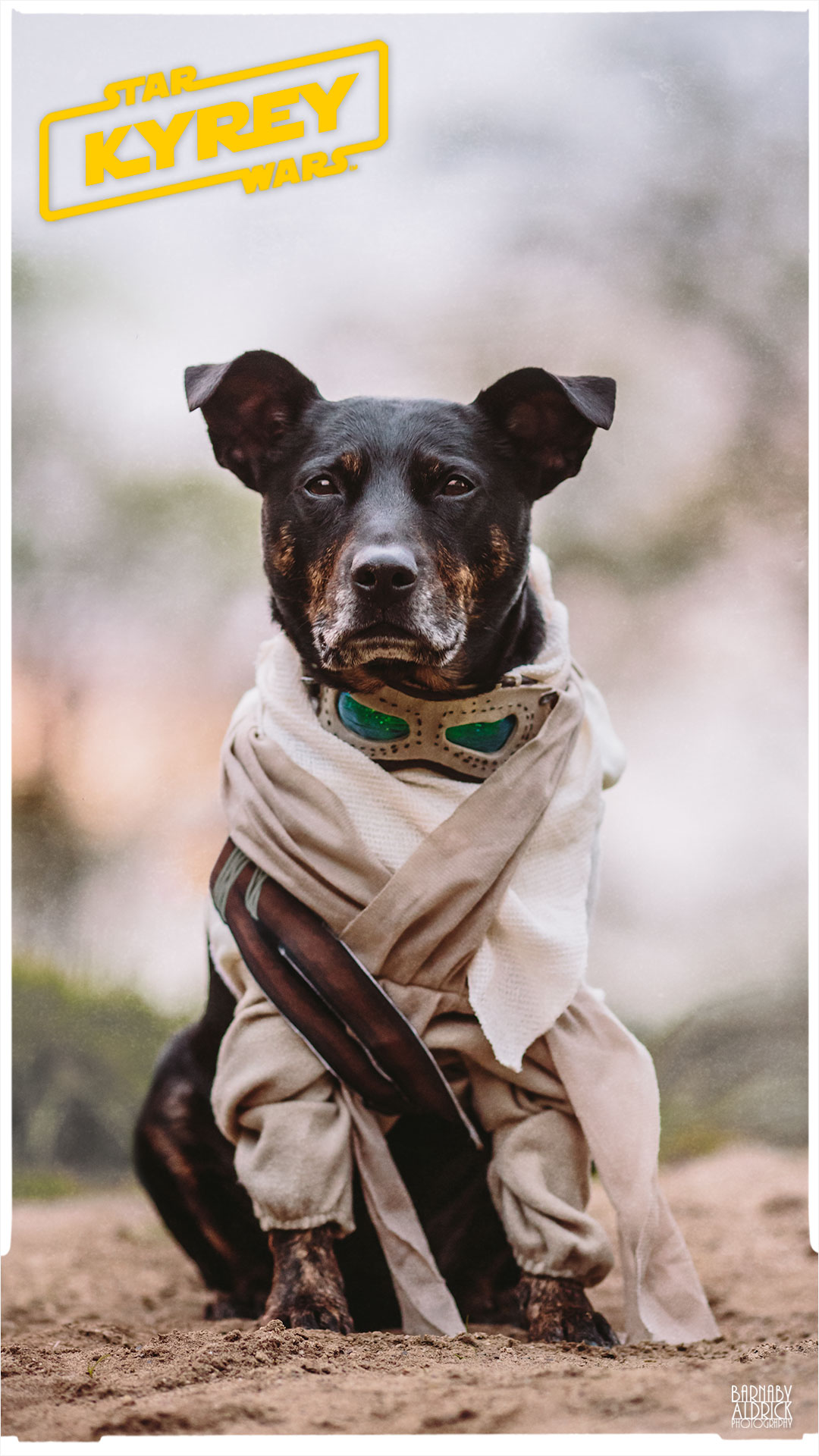 Star Wars Rey Pet Costume, Star Wars Dog idea, Star Wars Ray dog costume, Star wars Rey pet outfit, Star Wars Ray Pet Costume