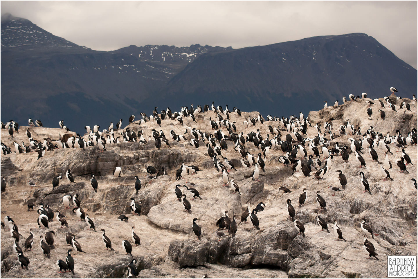 Ushuaia guilimot seabird Argentina