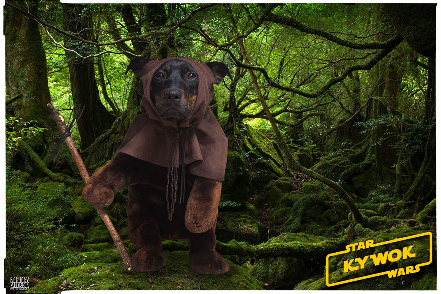 Star Wars X Wing Dog Costume, Star Wars X Wing Costume, Star Wars Rebel Dog Costume, Star Wars Pet Costume