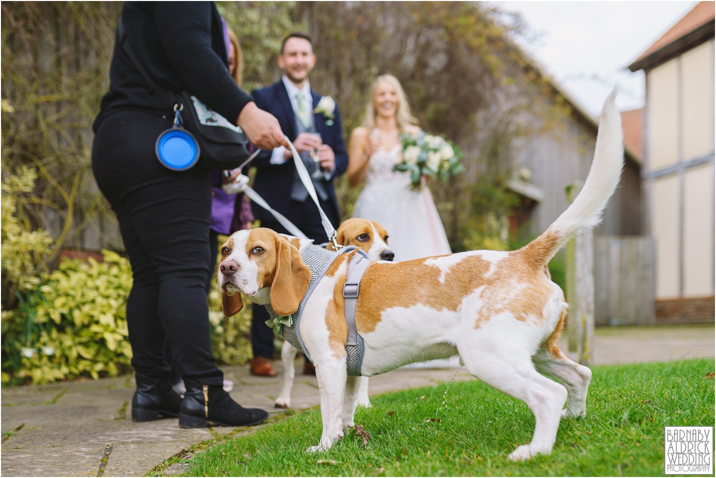 wedding beagle at Sandburn Hall